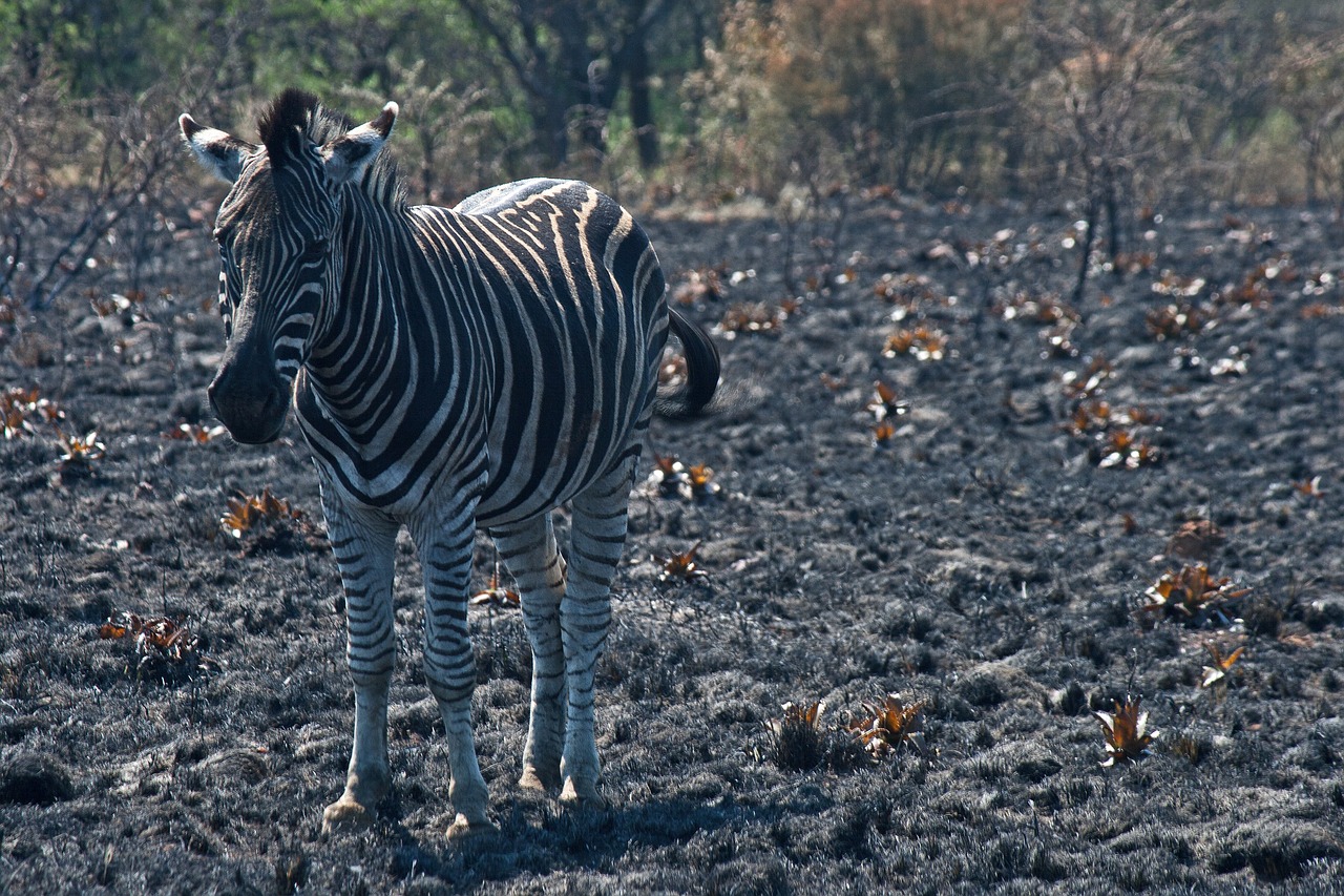 The Impact of Fires on Biodiversity